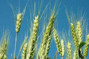 Green wheat under a blue sky
